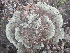 Arctoparmelia centrifuga