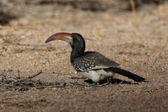 Monteiro's Hornbill photo 5