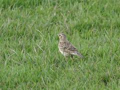 Alauda arvensis arvensis