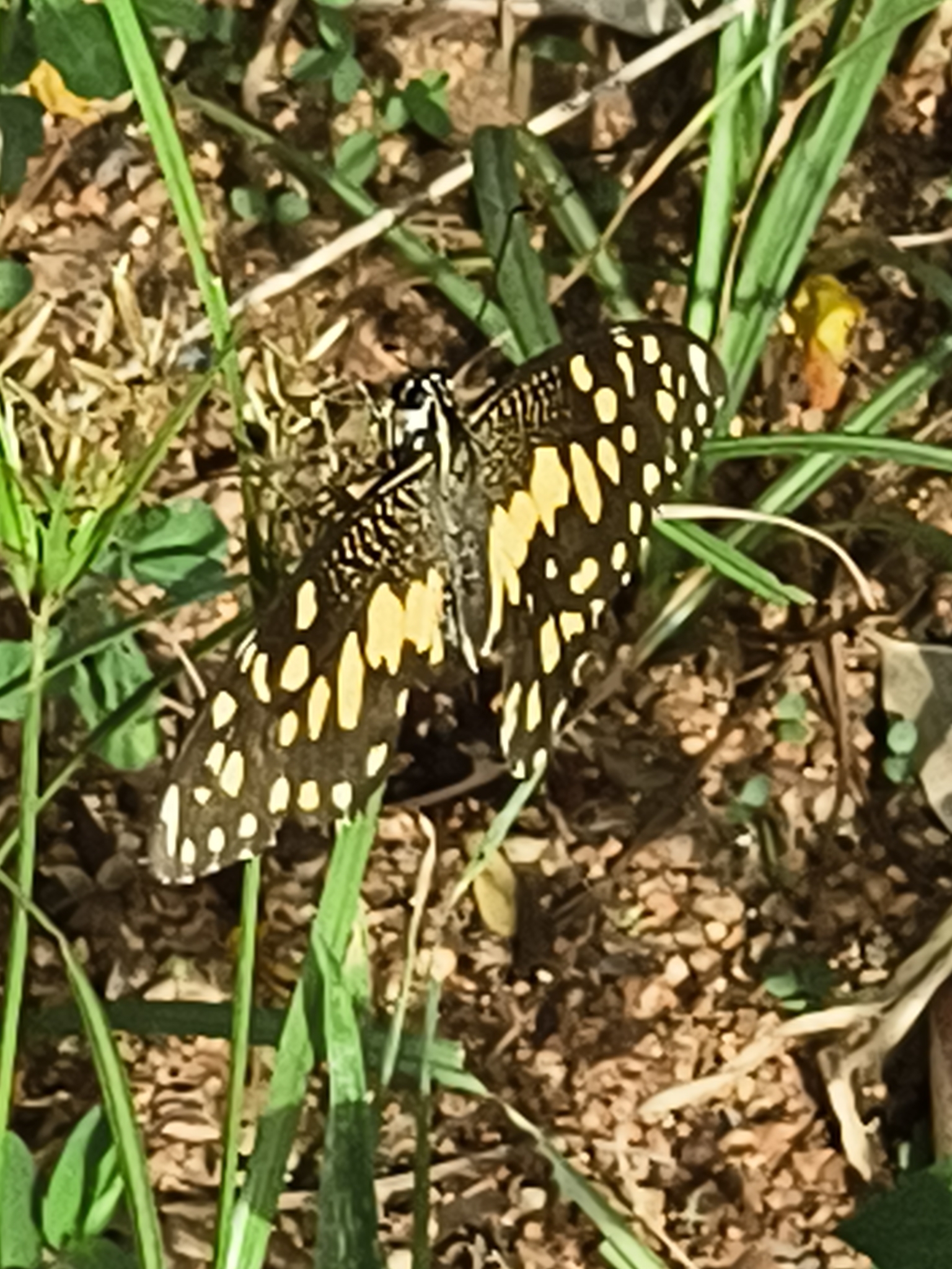 Lime Swallowtail