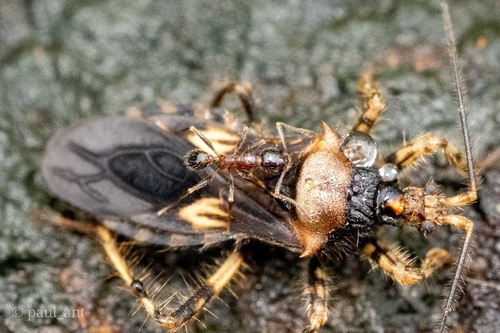 Pheidole coonoorensisPheidole coonoorensis