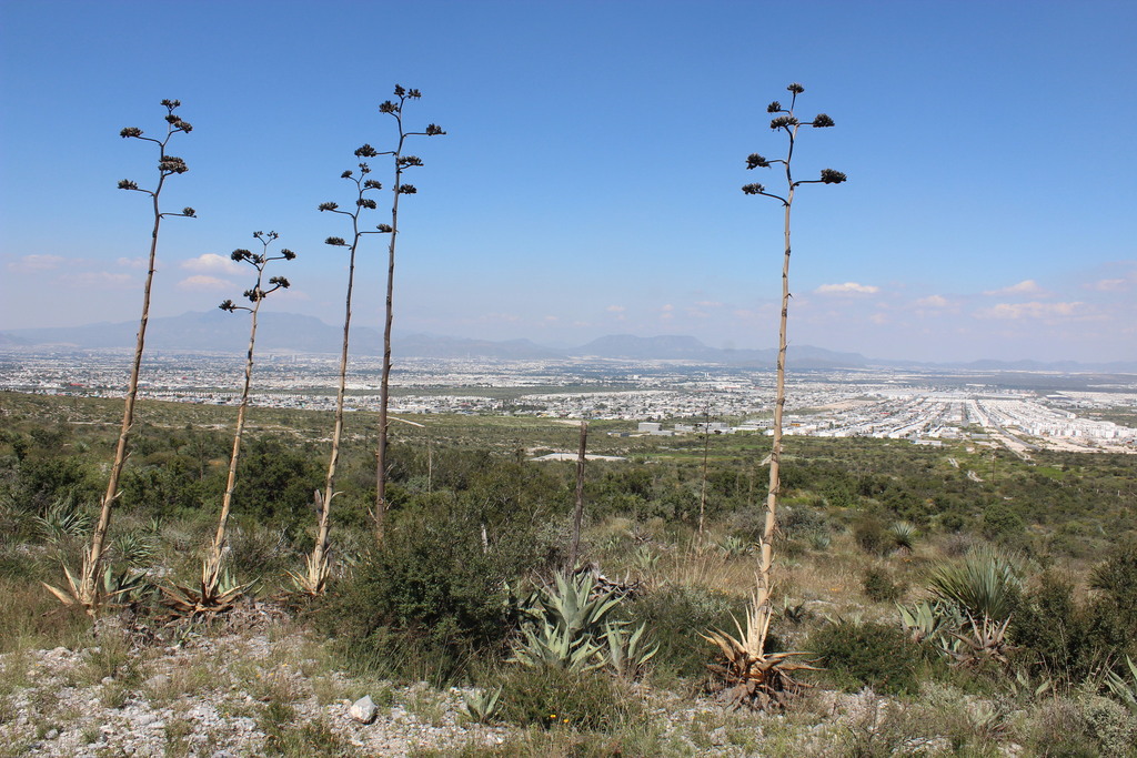 Agave asperrima, Saltillo, Coah., México