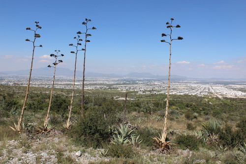 Agave asperrima