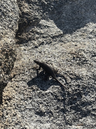 iNaturalist observation photo of Western Fence Lizard