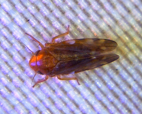 Xestocephalus brunneus