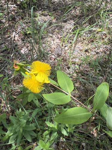 Cedarglade St. Johnswort (Hypericum frondosum)