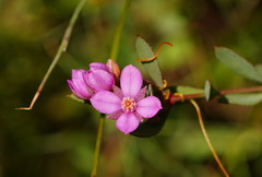 Boronia parviflora