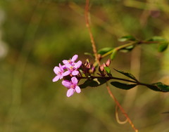 Boronia parviflora