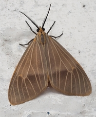 Euchlaenidia