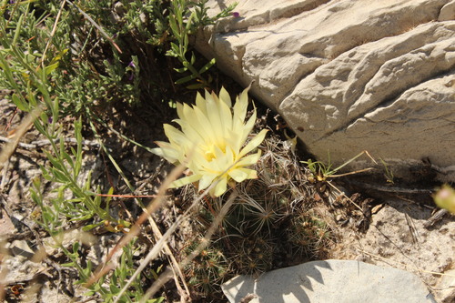 Nickels' cactus (Coryphantha nickelsiae)