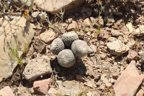 Epithelantha pulchra