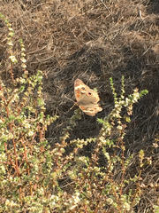 Junonia grisea