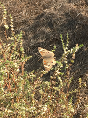 Junonia grisea