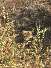 Junonia grisea