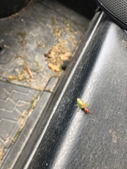 Odontoxiphidium apterum