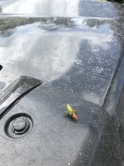 Odontoxiphidium apterum