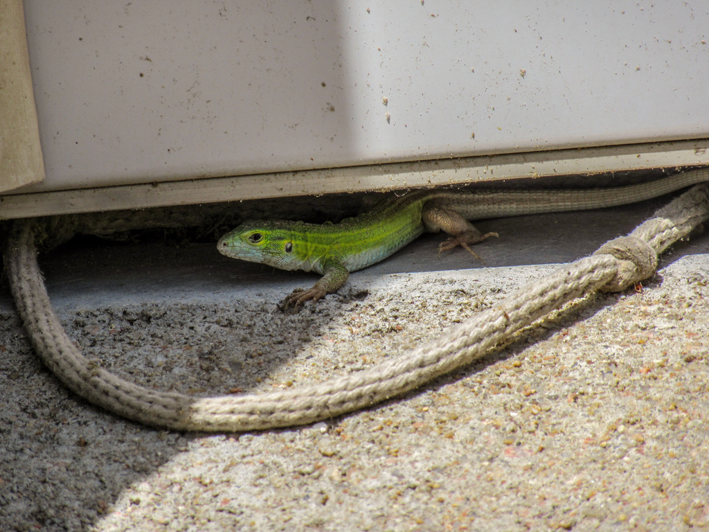 Prairie Racer Runner Lizard Prairie Racerunner from Lake McConaughy State Recreation Area, NE, US ...