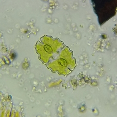 Desmidiaceae