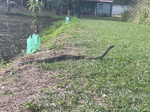 Coastal Carpet Python sighting