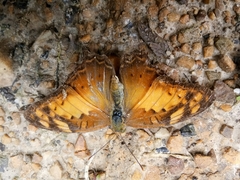 Vagrans sinha