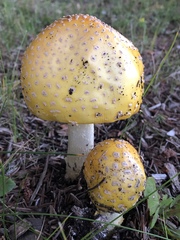 Amanita muscaria guessowii