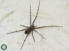 Syntrechalea