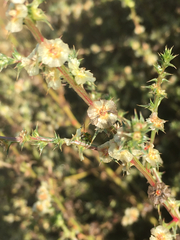 Diabrotica balteata