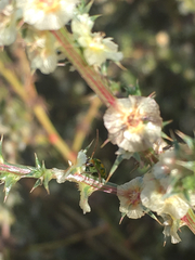 Diabrotica balteata