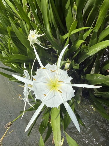 Cahaba lily (Hymenocallis coronaria)