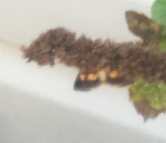 Pyrausta orphisalis