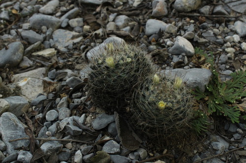 Mammillaria pilispina