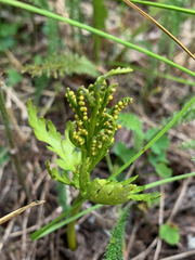 Botrychium lanceolatum