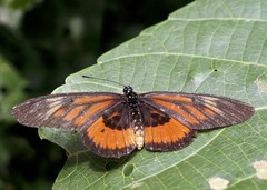 Acraea orinata