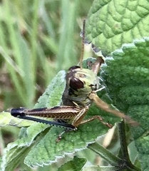 Phoetaliotes nebrascensis