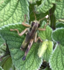 Phoetaliotes nebrascensis