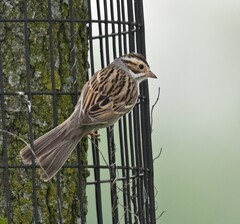 Clay-Colored Sparrow photo 4