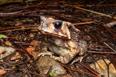 Noellert's Toad photo 3