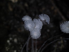 Coprinopsis stercorea