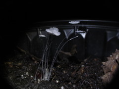 Coprinopsis stercorea