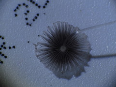Coprinopsis stercorea