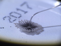 Coprinopsis stercorea