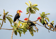 Writhed Hornbill photo 2