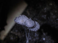 Coprinopsis stercorea