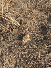 Junonia grisea