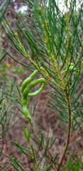 Acacia calamifolia