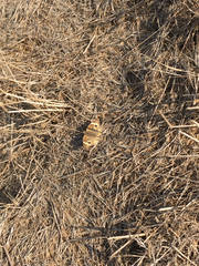 Junonia grisea