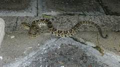 Crotalus culminatus