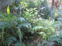 Crocosmia × crocosmiiflora