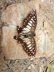 Graphium chironides