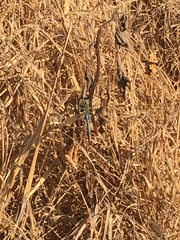 Anax junius
